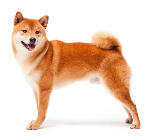 Japanese toy dog breeds best sale